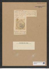 Craspedoporus ralfsianus Grev. (de-Toni-Nr.: Genus 180, Species 4481) Zeichnungen Sammlung Grunow Nr. 8047 (NHMW-BOT-W0377357)